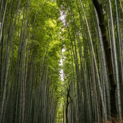 小米哆啦大冒险手机版下载